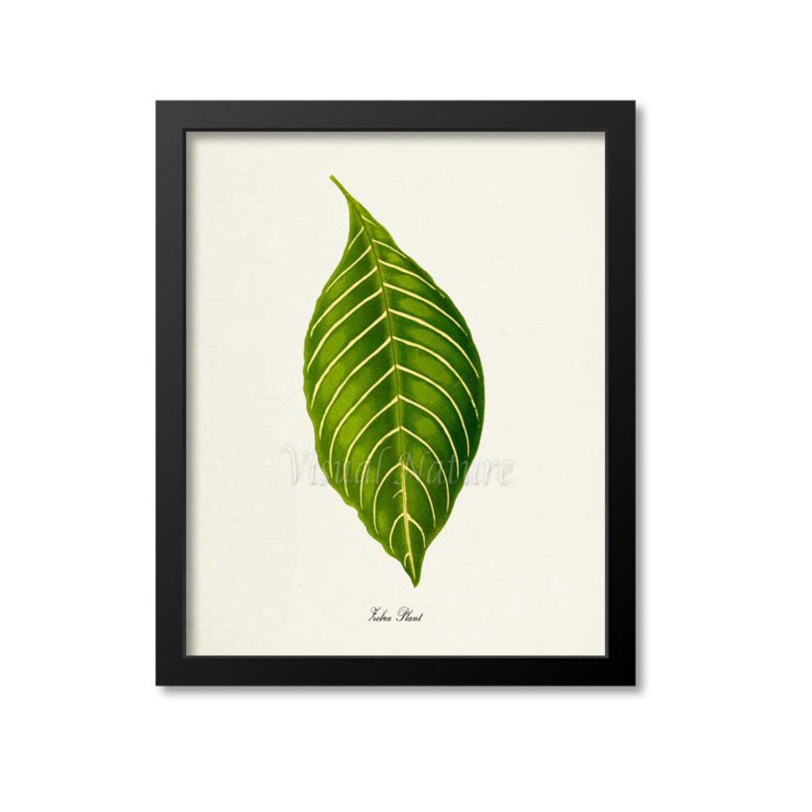 Zebra Plant Leaf Vintage Botanical Illustration Green Foliage Poster