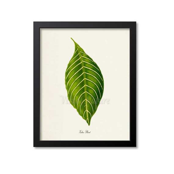 Zebra Plant Leaf Vintage Botanical Illustration Green Foliage Poster