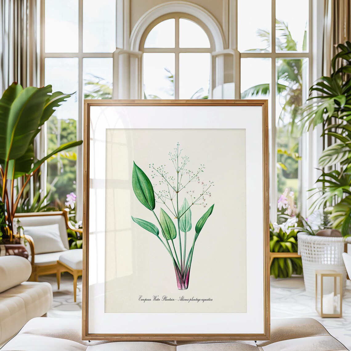 European Water Plantain Alisma Slender Leaves Botanical Art Poster - Image 3