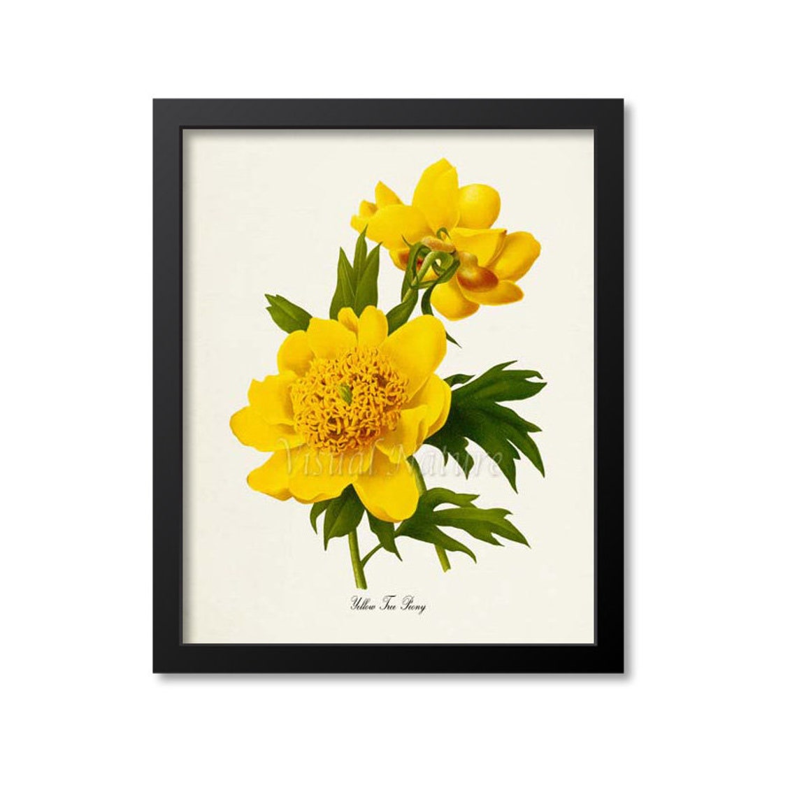 Yellow Tree Peony Botanical Art Print