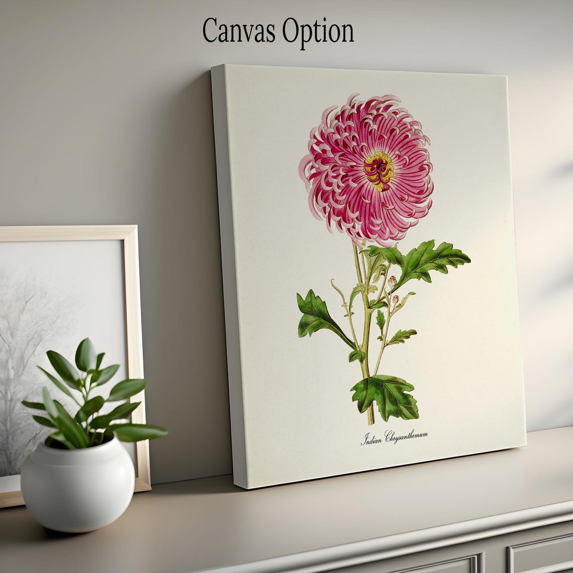 Indian Chrysanthemum Pink Flower Botanical Print Vintage Style - Image 2