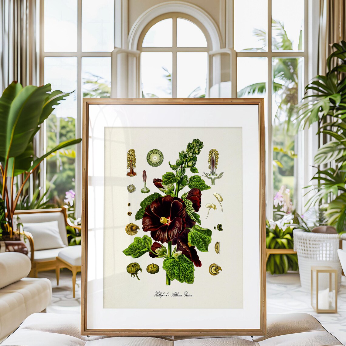 Hollyhock Botanical Art Print, Althaea Rosea - Image 3