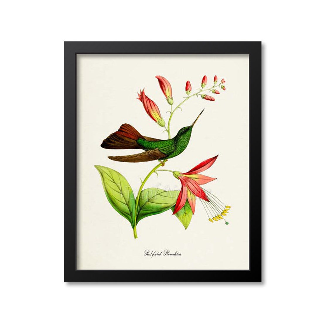 Red Footed Plumeleteer Hummingbird Print Bird Art Print Bird Art Bird Poster Flower Art Floral Garden Hummingbird Art Green Pink