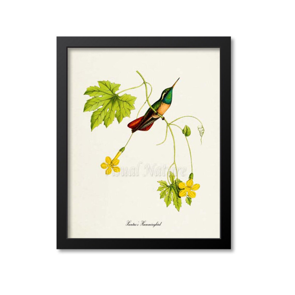 Hummingbird Print Bird Wall Art Print Bird Art Bird Poster Flower Art Floral Garden Xantuss Hummingbird Art Green Red