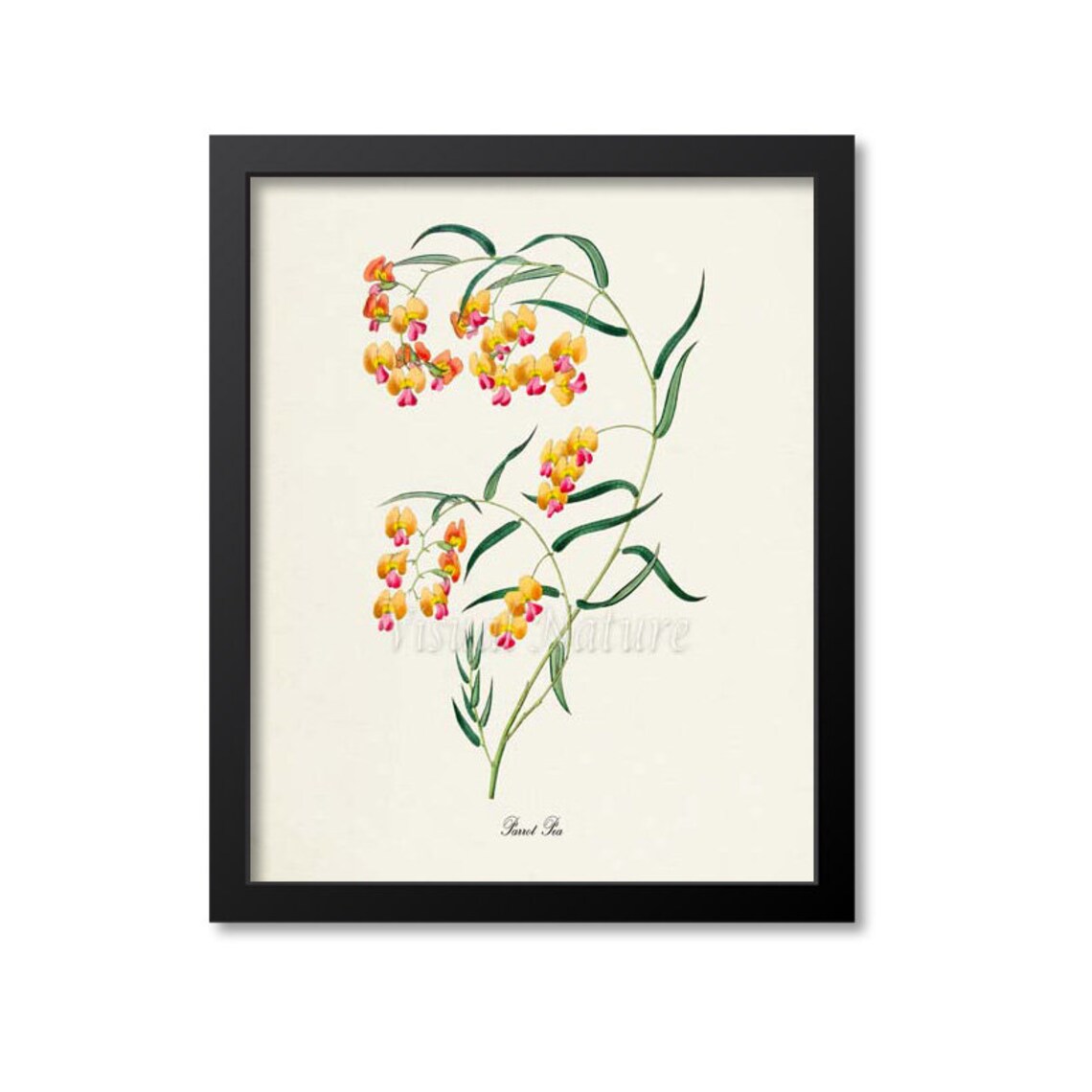Parrot Pea Yellow and Pink Blossoms Vintage Botanical Study Poster