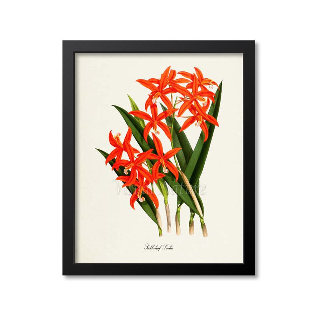 Sickle Leaf Laelia Flame Red Orchid Spray Vintage Botanical Poster