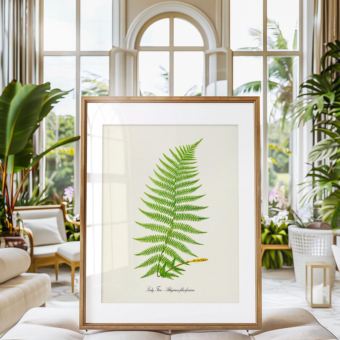 Lady Fern Botanical Art Print, Athyrium Filix Femina - Image 3