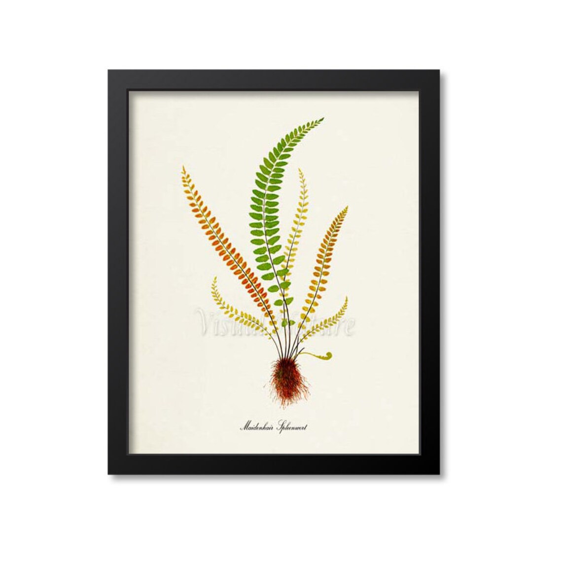 Maidenhair Spleenwort Fern Art Print, Botanical