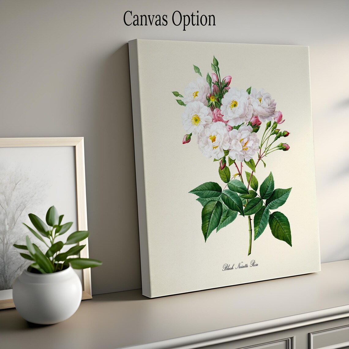 Blush Noisette Rose Botanical Art Print, White Rose - Image 2