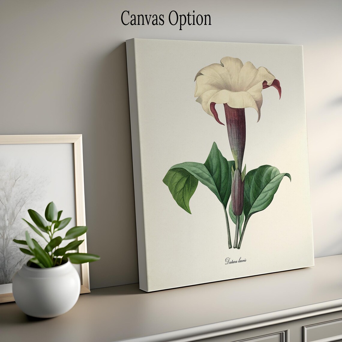 Jimsonweed Flower Botanical Art Print, Devils Snare - Image 2