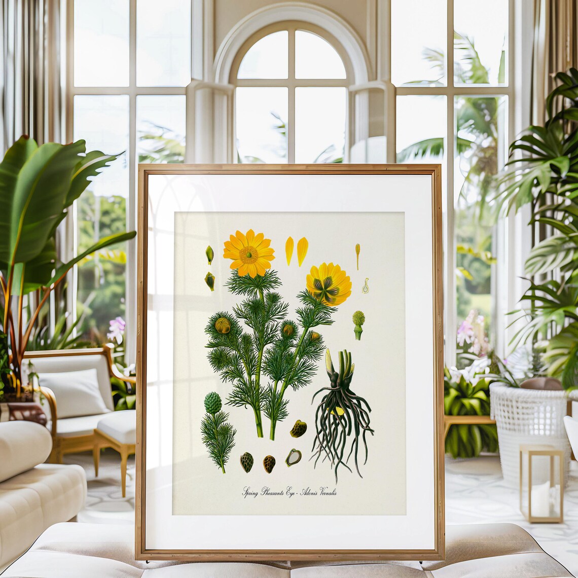 Spring Pheasants Eye Adonis Vernalis Yellow Flower Art Poster - Image 3