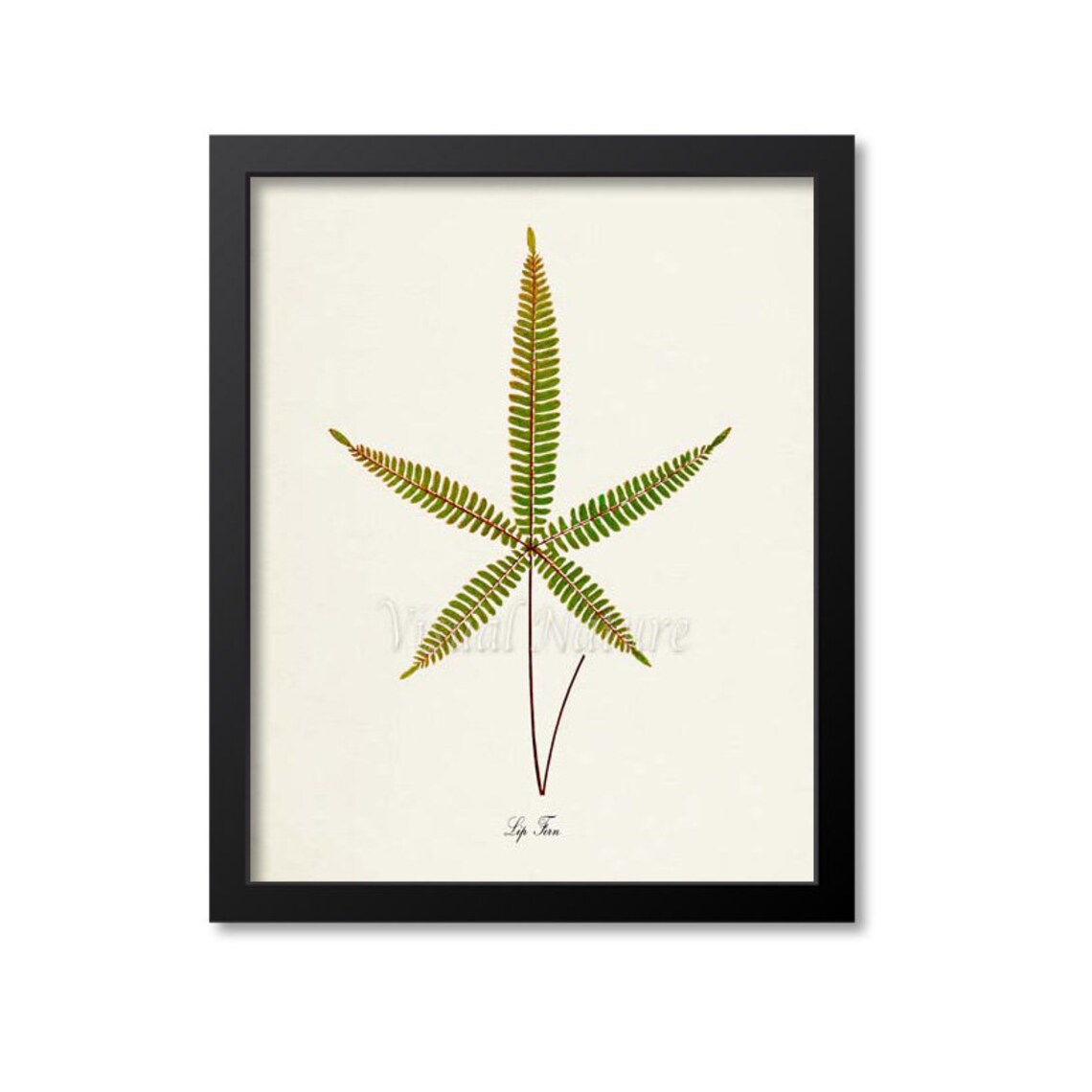 Lip Fern Vintage Botanical Artwork With a Star-Shaped Frond Poster