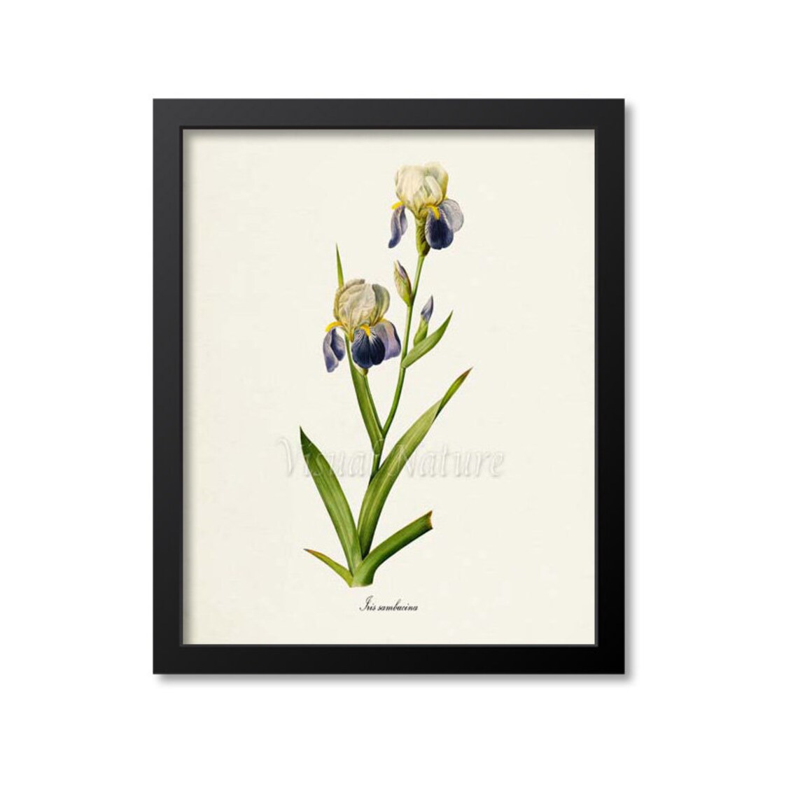 Tall Bearded Iris Botanical Art Print, Redoute Style