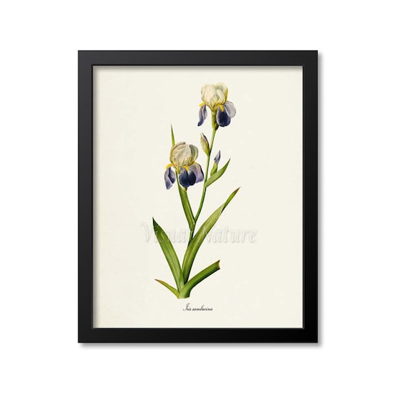 Tall Bearded Iris Botanical Art Print, Redoute Style