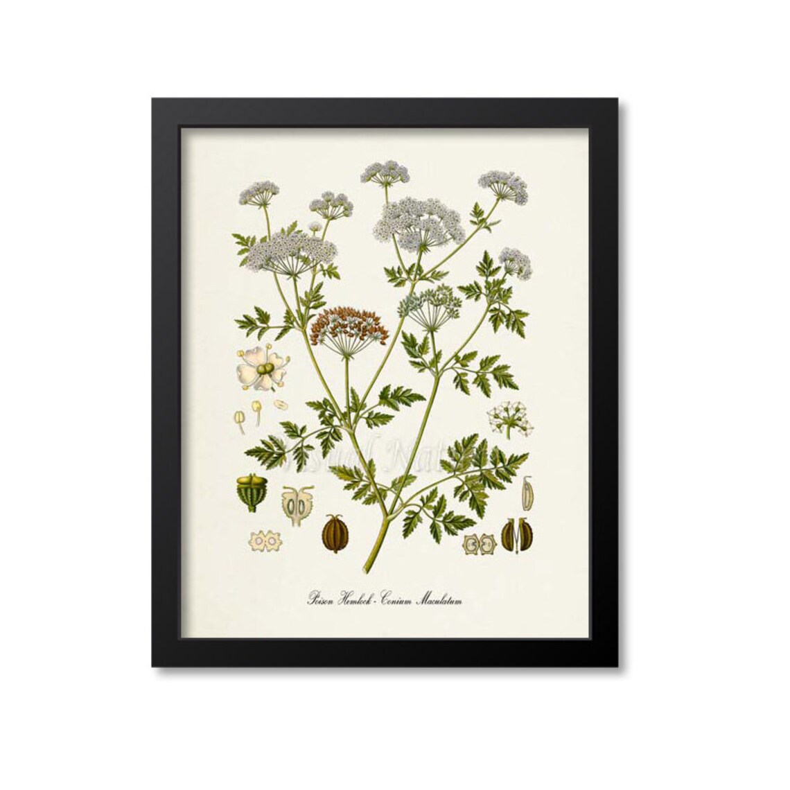 Poison Hemlock Botanical Art Print, Conium Maculatum