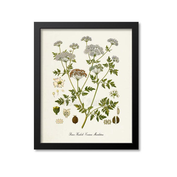 Poison Hemlock Botanical Art Print, Conium Maculatum