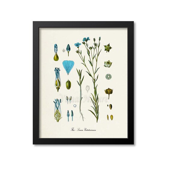 Flax Botanical Art Print, Linum Usitatissimum