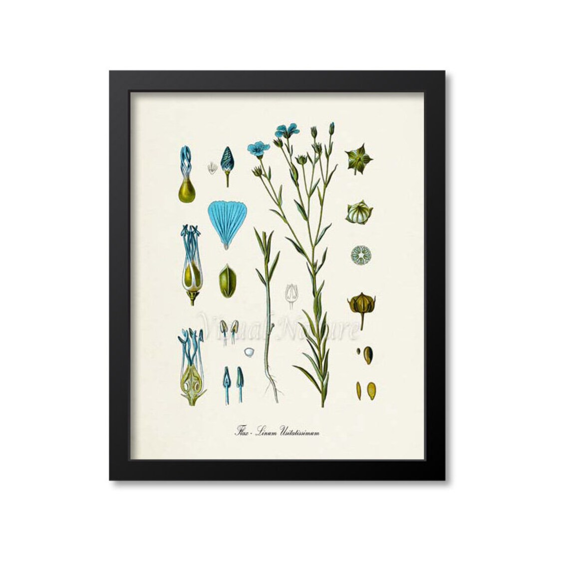Flax Botanical Art Print, Linum Usitatissimum