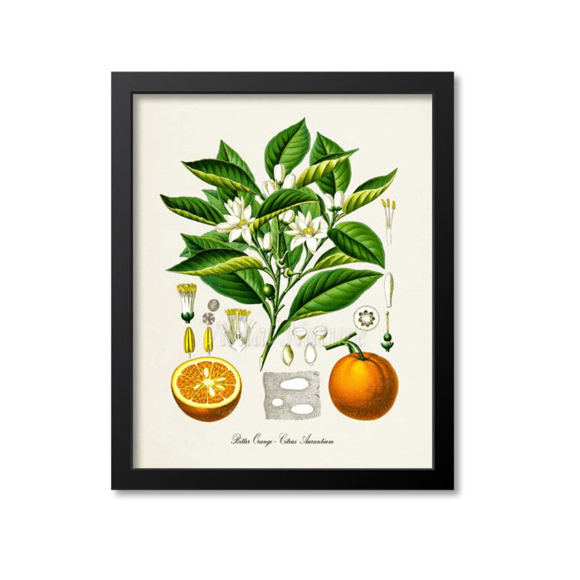 Bitter Orange Botanical Art Print, Citrus Aurantium