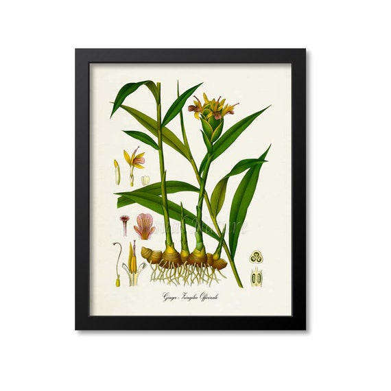 Ginger Botanical Art Print, Zingiber Officinale