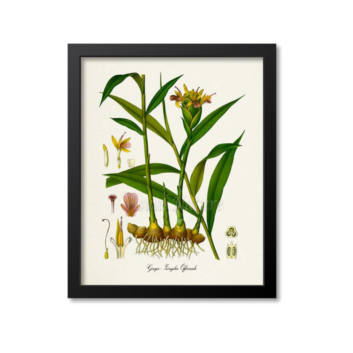 Ginger Botanical Art Print, Zingiber Officinale