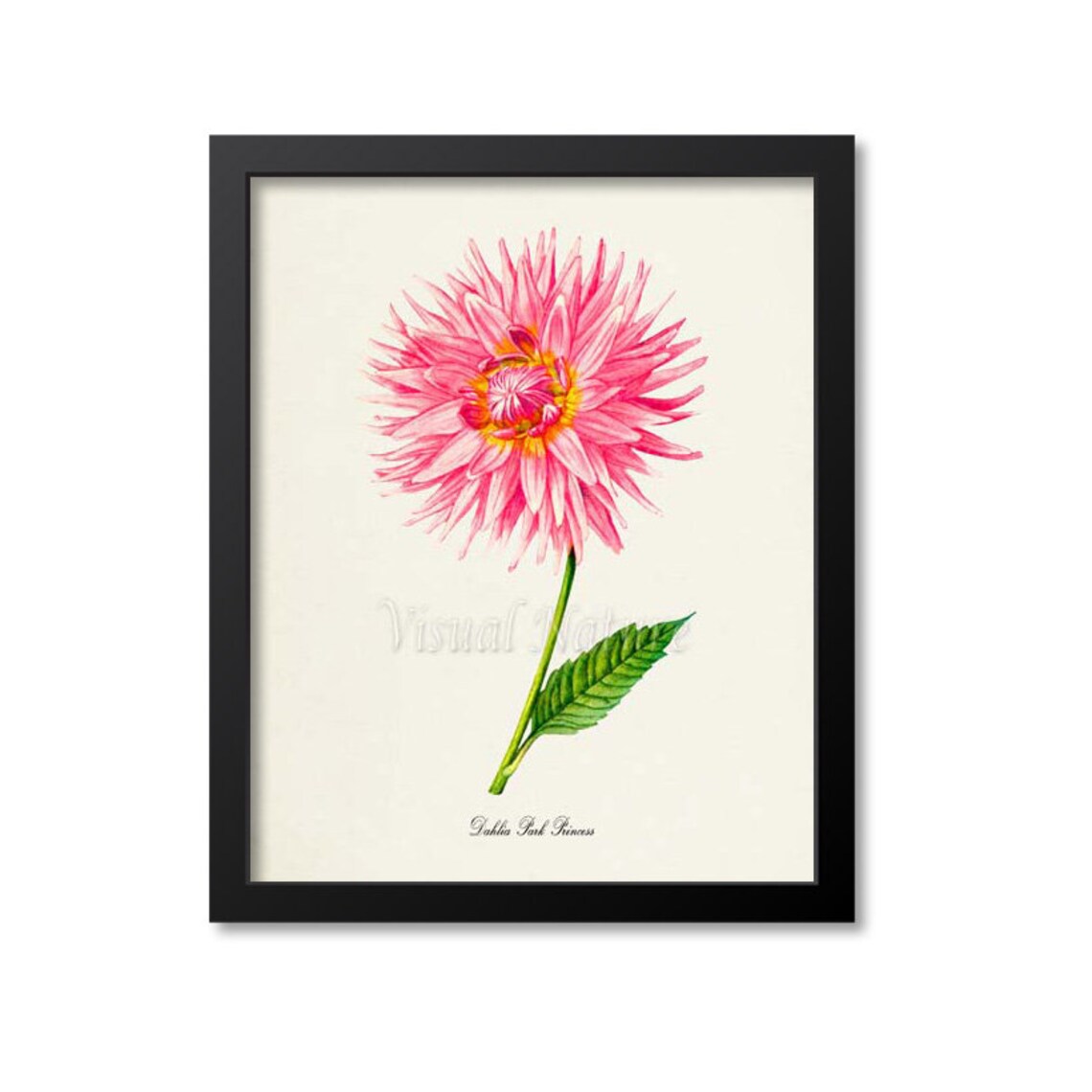 Dahlia Park Princess Flower Botanical Art Print