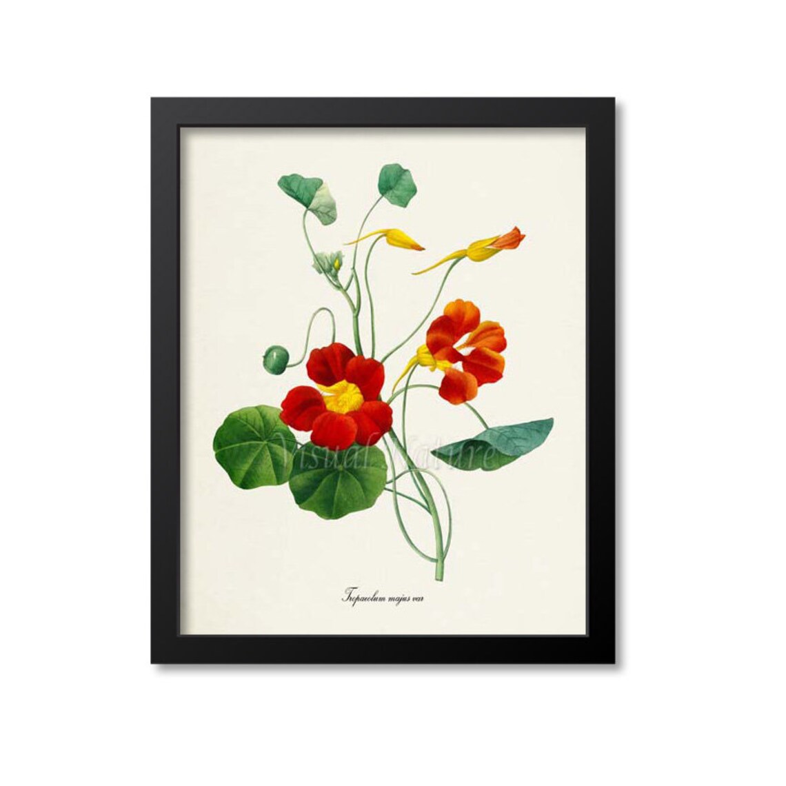 Scarlet Red Nasturtium Tropaeolum Majus Vintage Garden Flower Poster