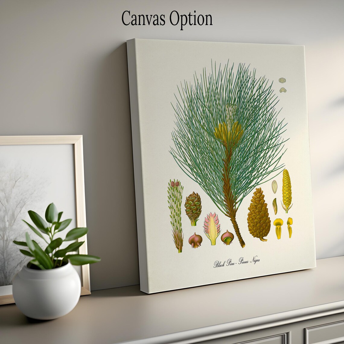 Black Pine Botanical Art Print, Pinus Nigra Pine Cone - Image 2
