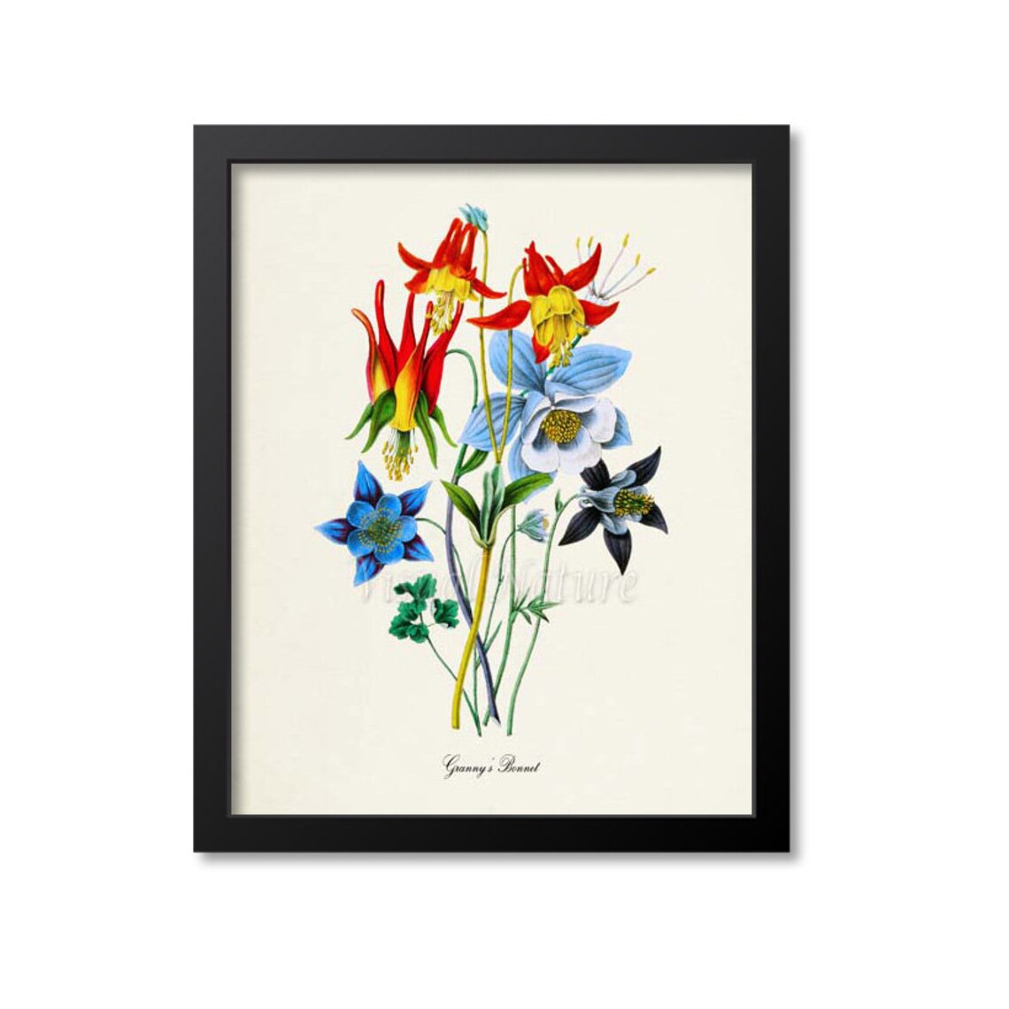 Granny's Bonnet Columbine Botanical Art Print