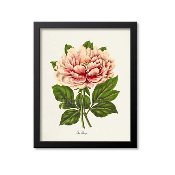 Pink Tree Peony Flower Botanical Wall Art Print