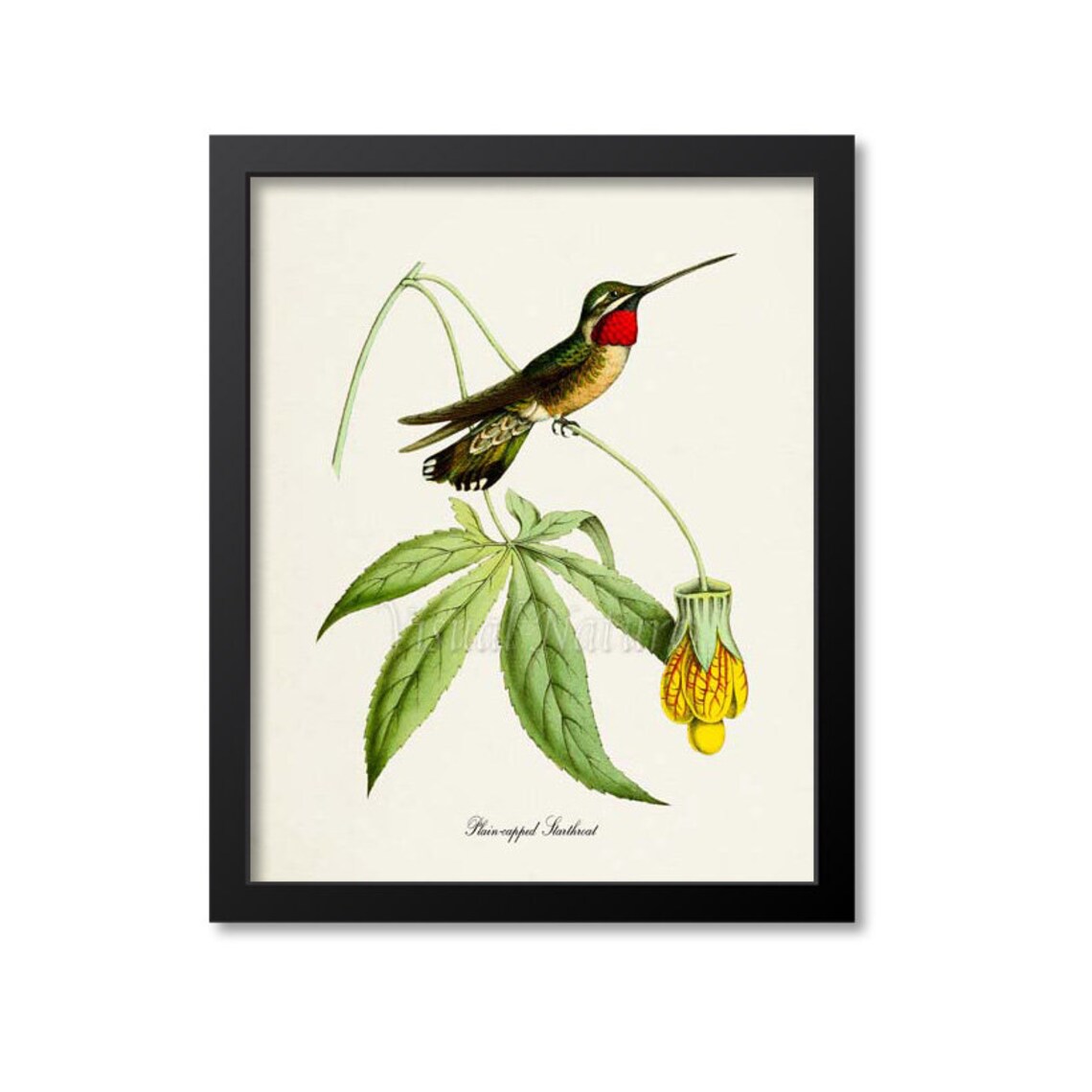 Plain Capped Starthroat Hummingbird Art Print