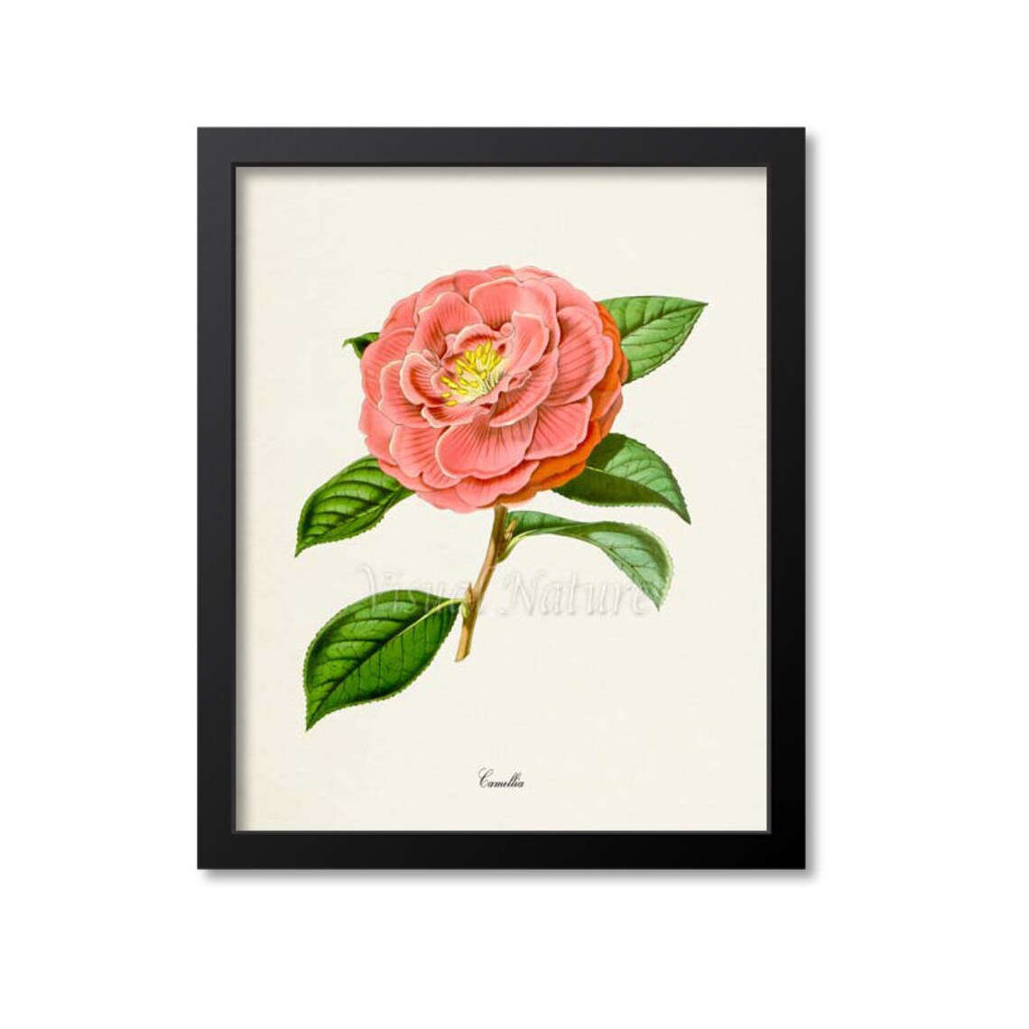 Camellia Flower Botanical Art Print, Floral Decor
