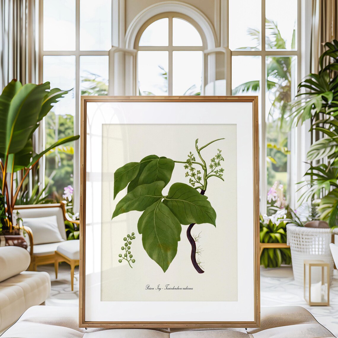 Poison Ivy Botanical Art Print, Toxicodendron Radicans - Image 3