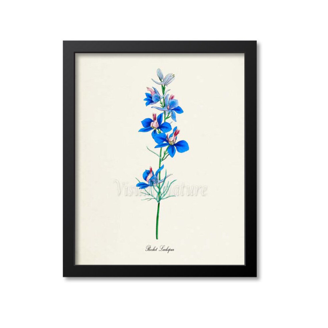Rocket Larkspur Blue Botanical Print in Vintage Illustration Style