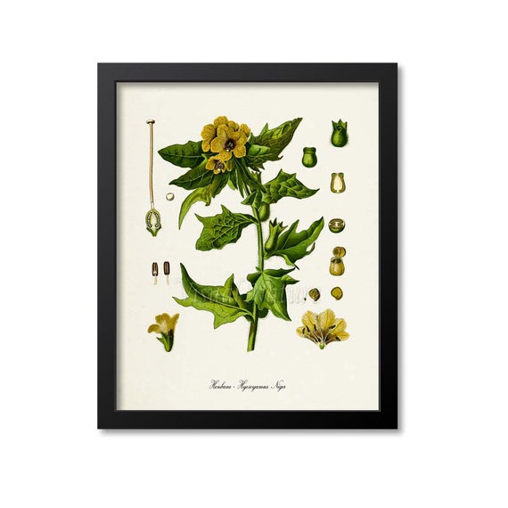 Henbane Botanical Art Print, Stinking Nightshade