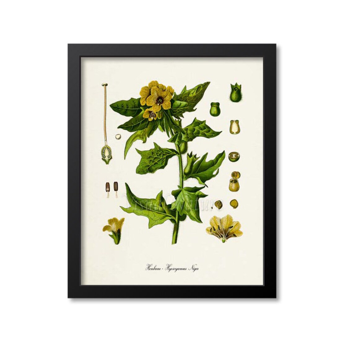 Henbane Botanical Art Print, Stinking Nightshade