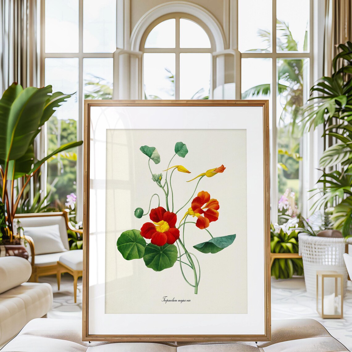 Scarlet Red Nasturtium Tropaeolum Majus Vintage Garden Flower Poster - Image 3