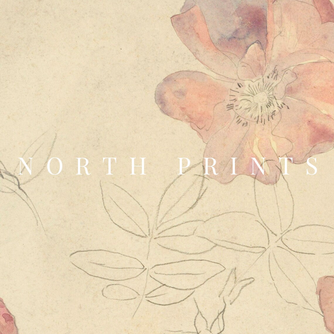Antique Botanical Pink and Cream Watercolor Art Print - Image 3