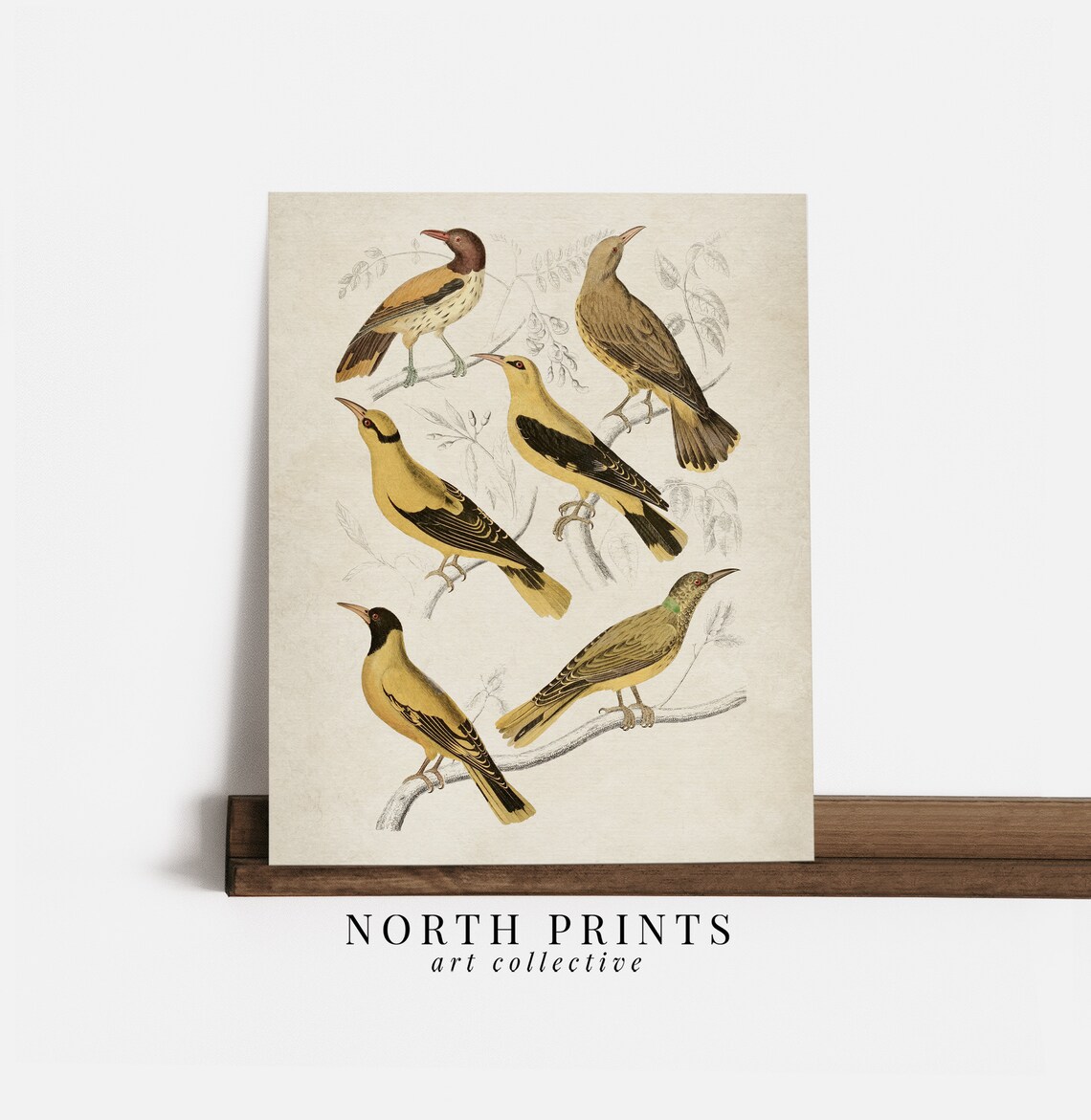Vintage Golden Oriole Bird Illustration Antique Ornithology Wall Art