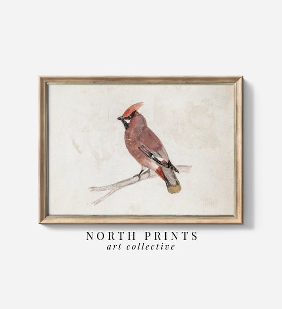 Vintage Rustic Cardinal Watercolor Winter Art Print