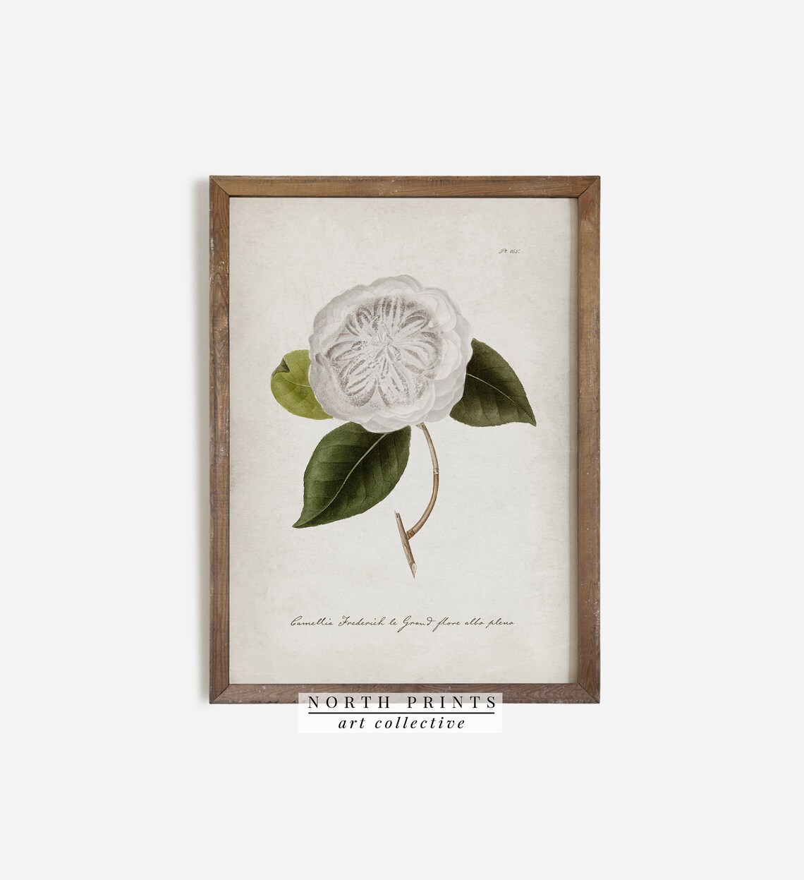 Antique Camellia Botanical Watercolor Art Print - Image 3