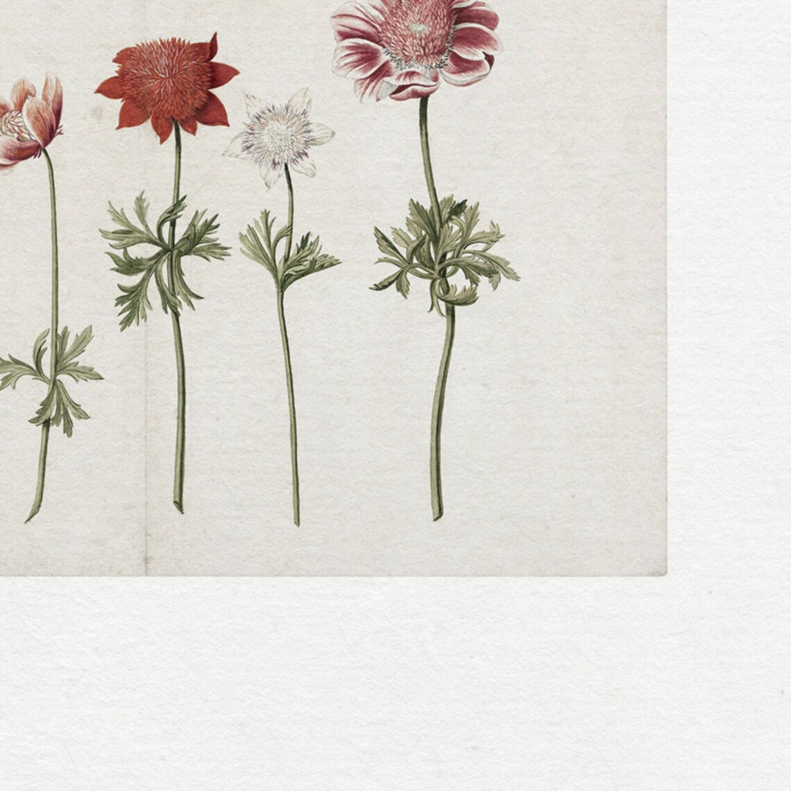 Wild Anemones Row Watercolor Antique Botanical Flower Art Print - Image 2