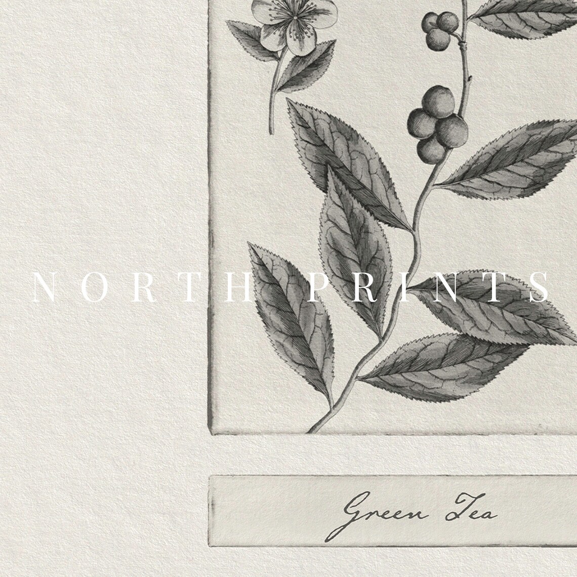Vintage Green Tea Leaf Botanical Sketch Plant Kitchen Poster - Image 3