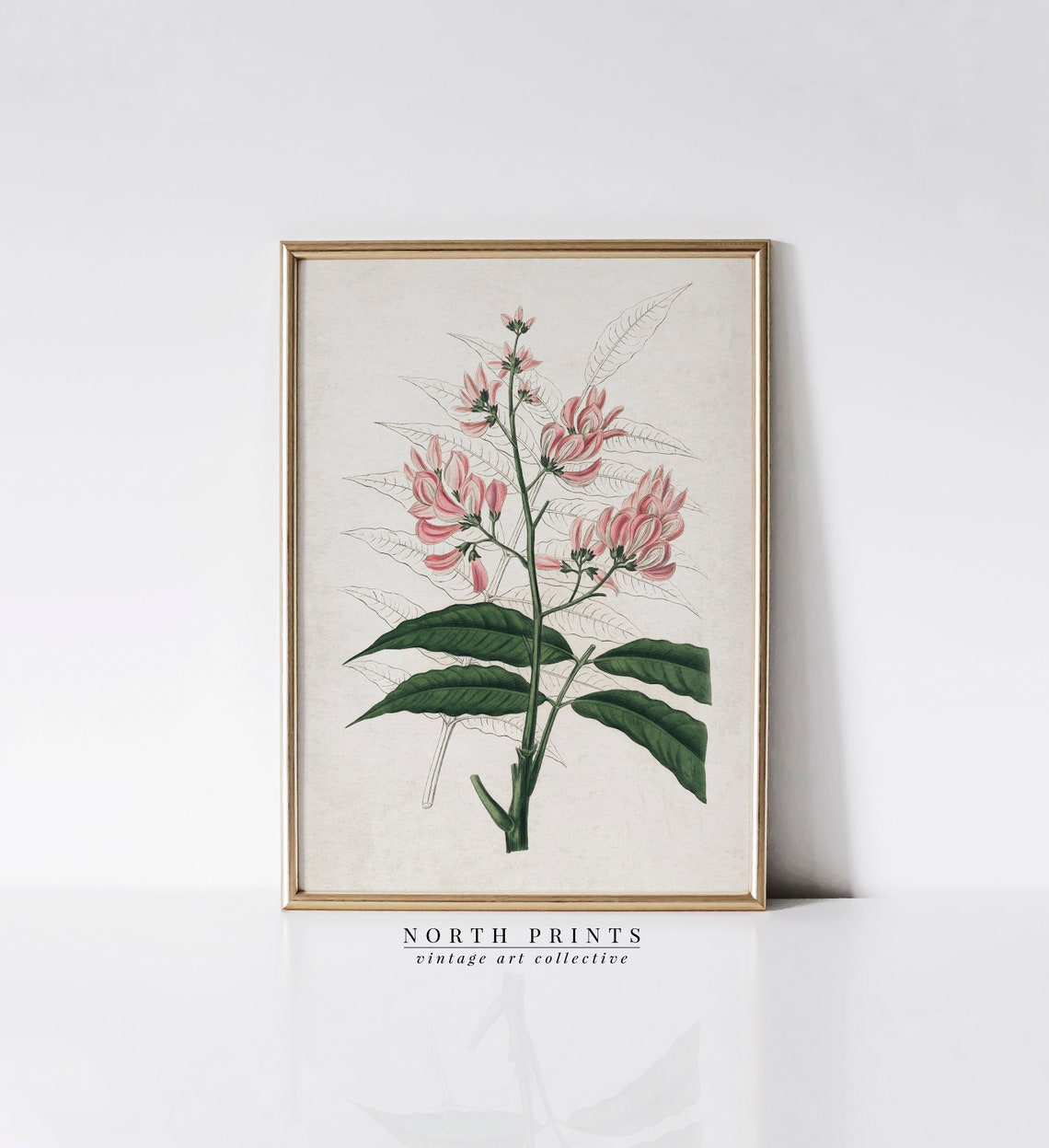 Vintage Pink Blossom Coral Flower Bloom Botanical Illustration Poster