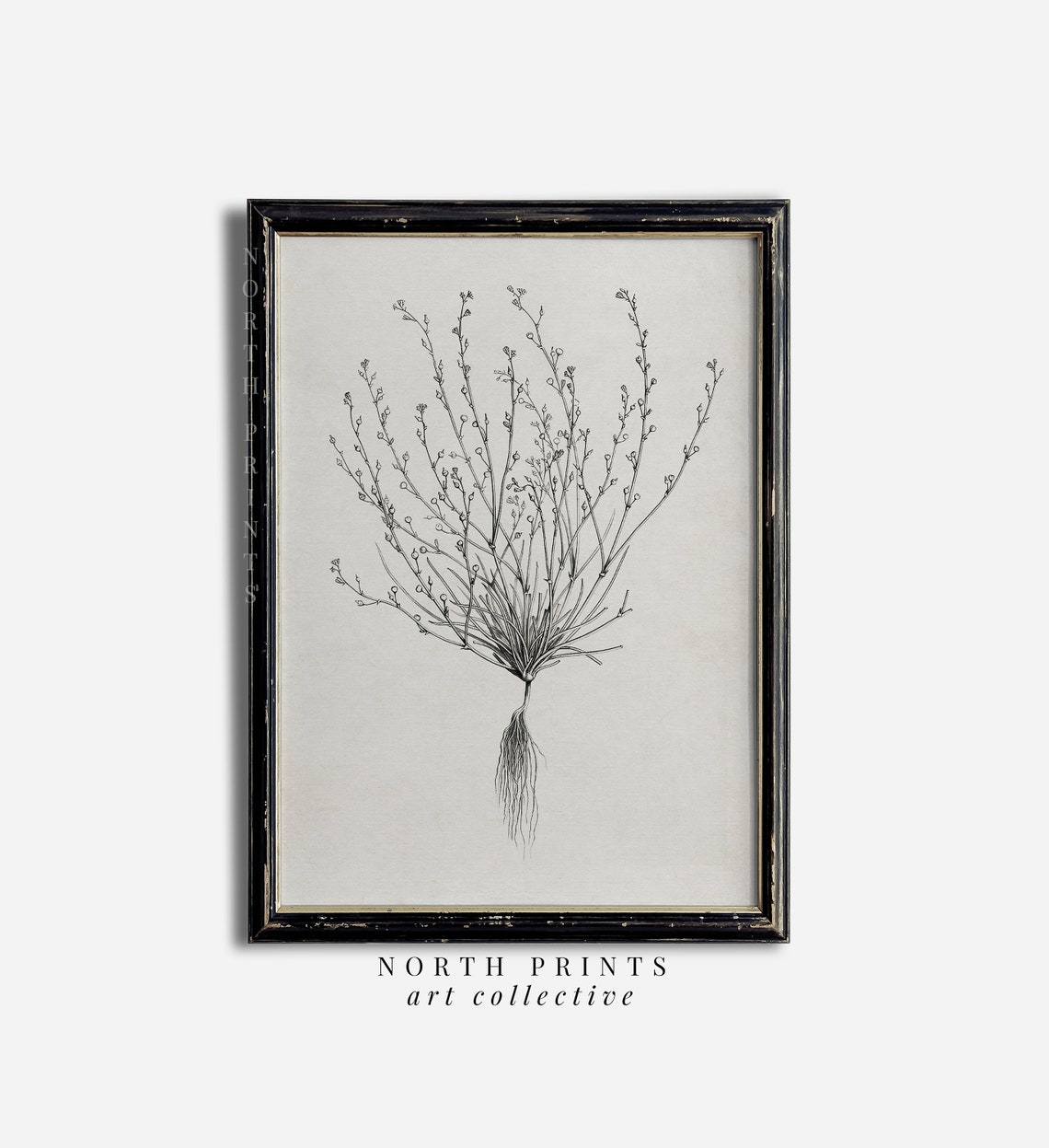 Minimalist Antique Botanical Ink Sketch Wispy Plant Roots Poster - Image 2