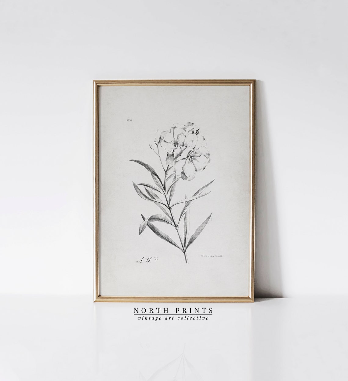 Antique Floral Engraving Botanical Flower Study Vintage Print