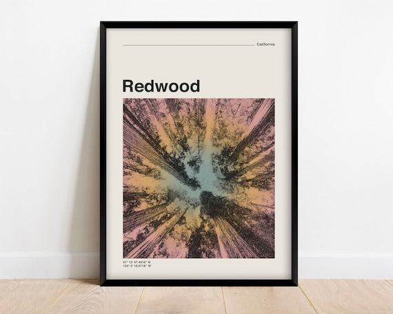 Redwood California Towering Trees Canopy Skyward Forest Poster