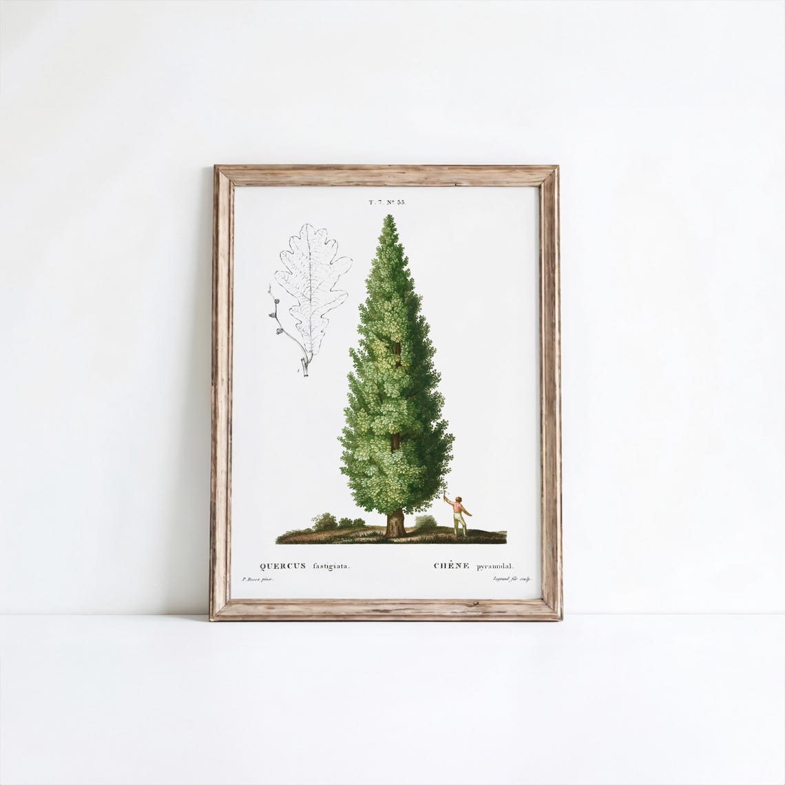 English Oak Botanical Print Pierrejoseph Redout Vintage Wall Art