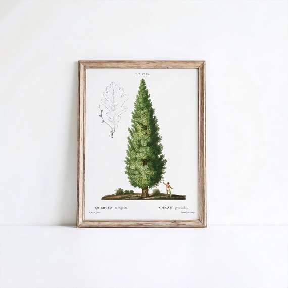 English Oak Botanical Print Pierrejoseph Redout Vintage Wall Art