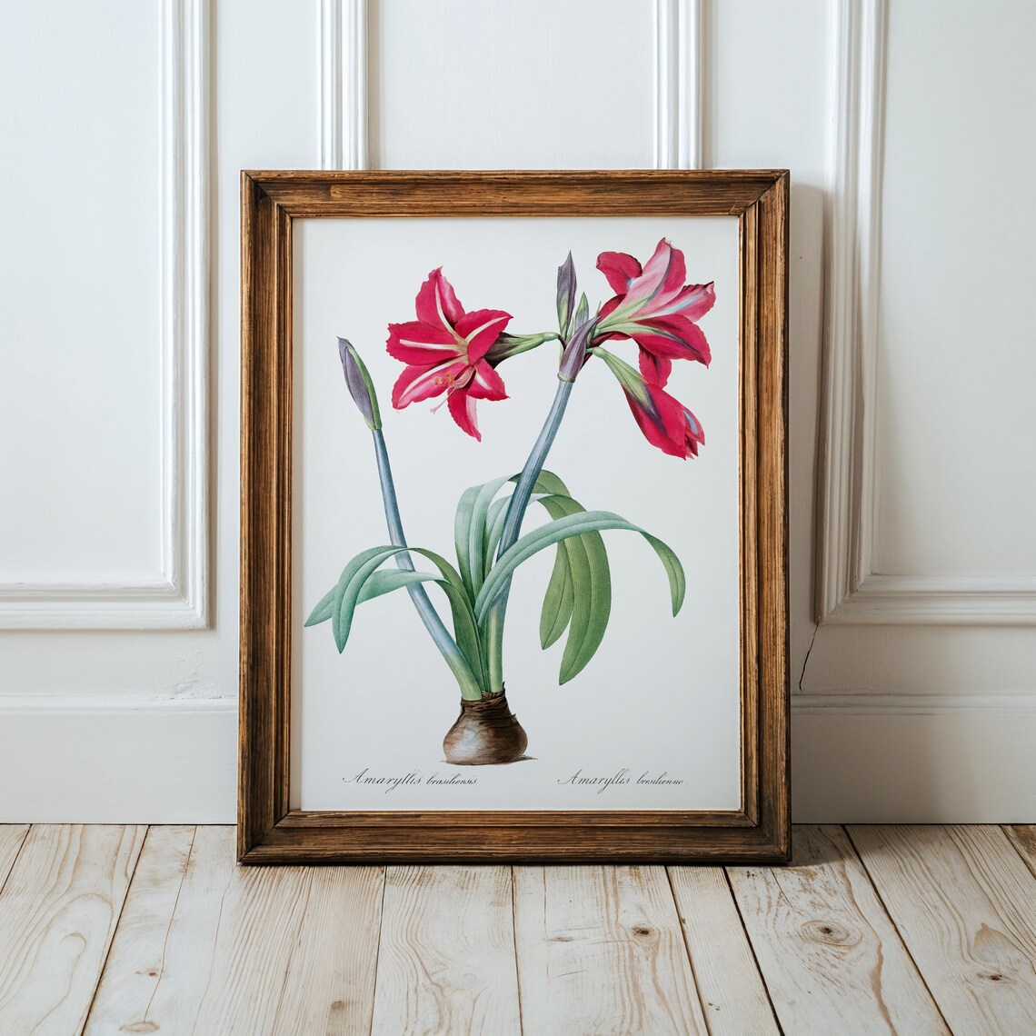 Brazilian Amaryllis Flower Art Print Vintage Botanical Wall Decor